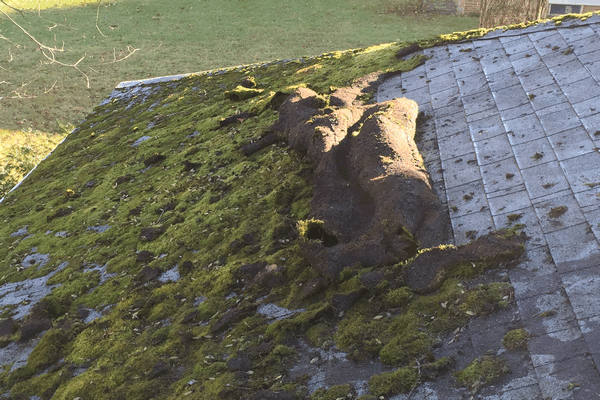 Roof moss rolled up like a carpet.