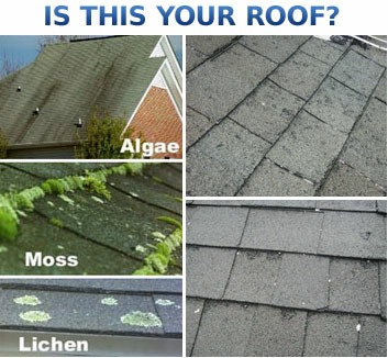 moss and lichen on roof shingles