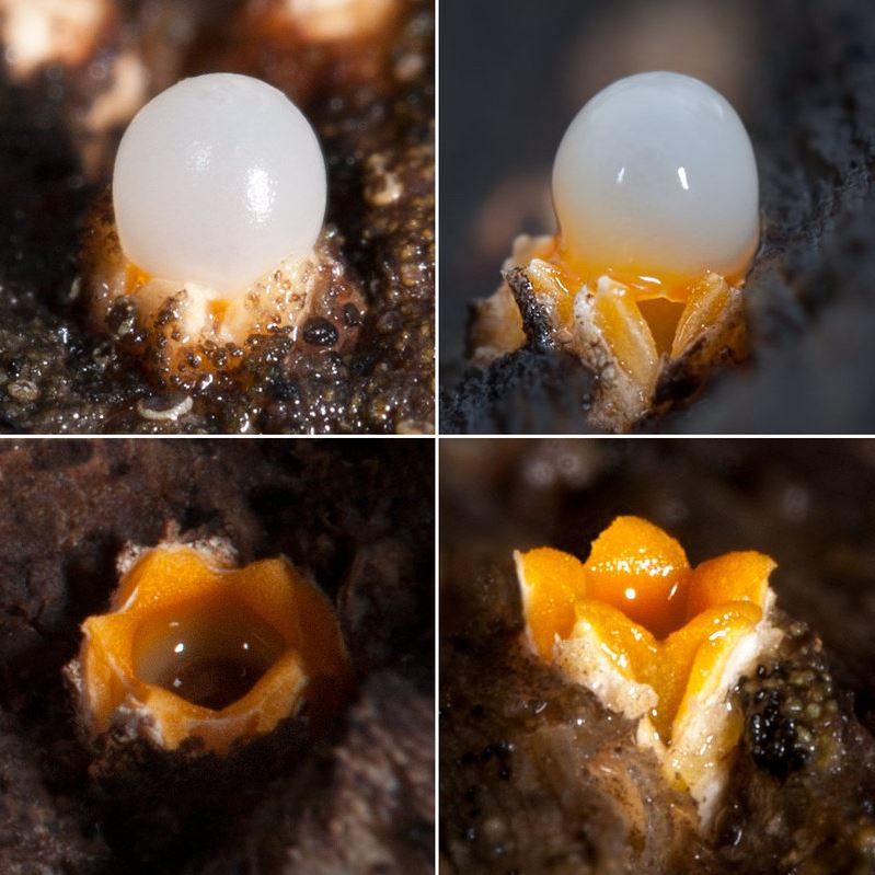 Artillery spores different stages-
                                                                                                               