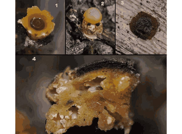 Artillery Spores before and after they launch